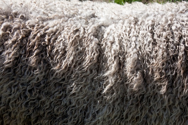 Are Finn Emma baby clothes Vegan?-Sheep wool image.